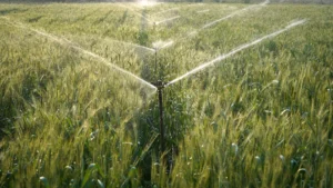 cómo ahorrar agua en cultivos