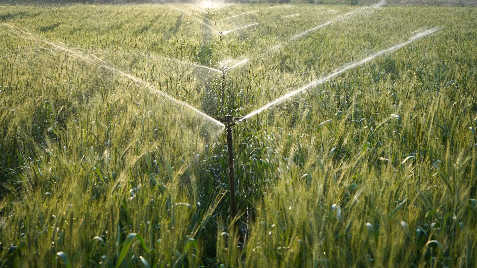 cómo ahorrar agua en cultivos